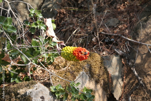 Plants in Turkey near Marsaris in the mountains, arizema photo