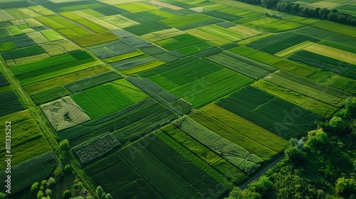 Beautiful aerial view of lush green fields in agro culture, nature landscape from above © vetrana