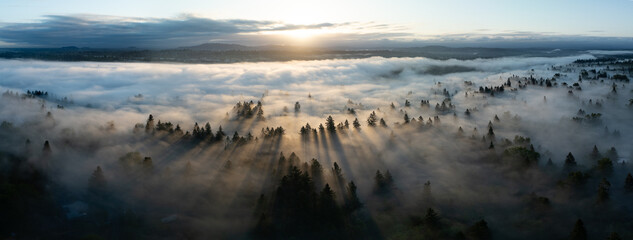 Keuken achterwand Mistige ochtendstond Mist door bomen in Willamette Valley  © ead72