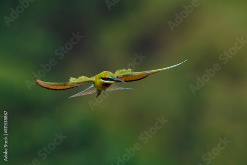 Blue tailed Bee Eater in flight
