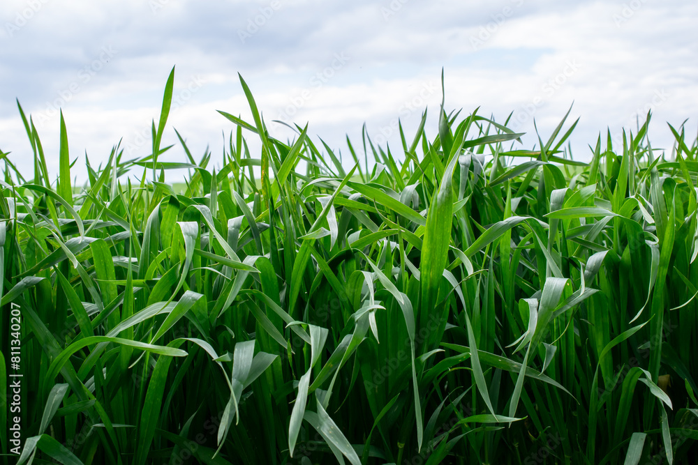 sprouting grain, the edge of agricultural crops sprouting grain, the edge of agricultural crops