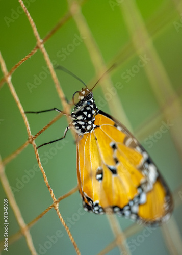 Wallpaper Mural Yellow Beauty Torontodigital.ca