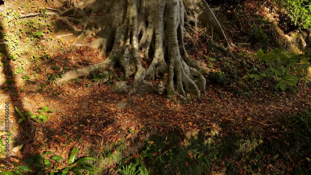A magnificent forest full of trees decorated with autumn colors.