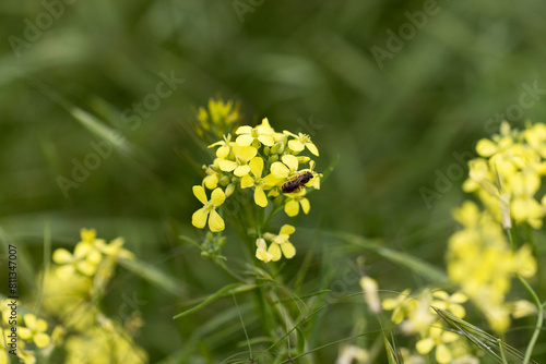 A bee collects nectar on yellow rapeseed flowers. Rapeseed flowers close up during flowering on a blurred background.