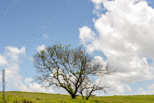 fotografia paisagem com árvore e céu azul dia bonito com nuvens