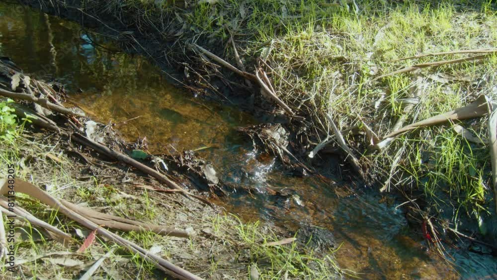 Small creek flows past fresh grass in dappled sunlight Small creek flows past fresh grass in dappled sunlight