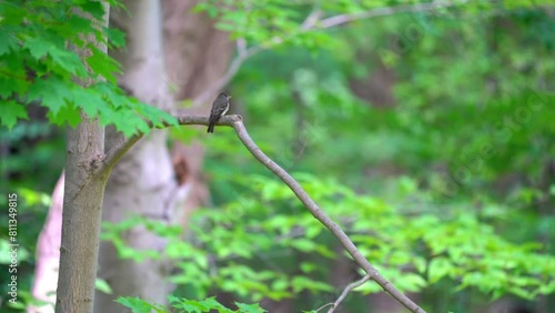 Acadian flycatcher (Empidonax virescens) is a small insect-eating bird of the tyrant flycatcher family. Found In Toronto, Ontario Canada 4k Footage photo