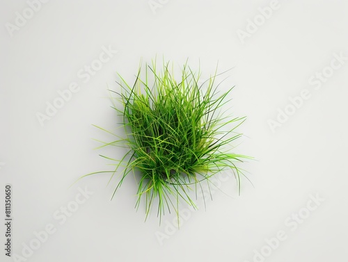A small green grass plant on a white background.