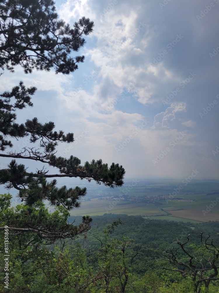 Obraz premium tree in the fog