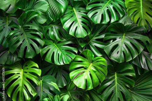 A lush green plant with large leaves and a variety of sizes