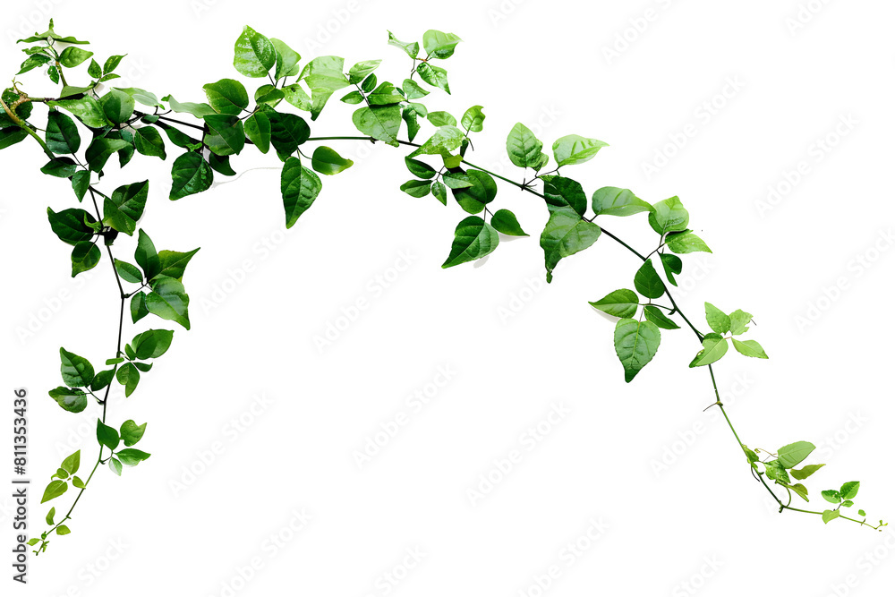 Bush grape or three-leaved wild vine cayratia (Cayratia trifolia) liana ivy plant bush, nature frame jungle border isolated on white background, clipping path included Bush grape or three-leaved wild vine cayratia (Cayratia trifolia) liana ivy plant bush, nature frame jungle border isolated on white background, clipping path included