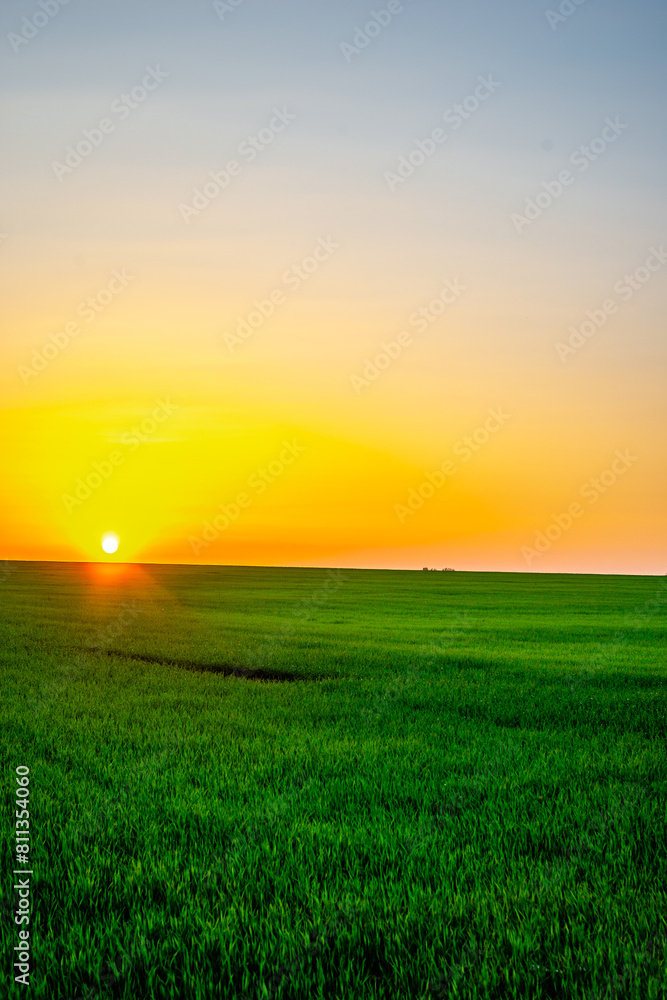 Sunset over the field with grass. Red sky and red sun . Trees on the field . Green field . Sun and trees Sunset over the field with grass. Red sky and red sun . Trees on the field . Green field . Sun and trees
