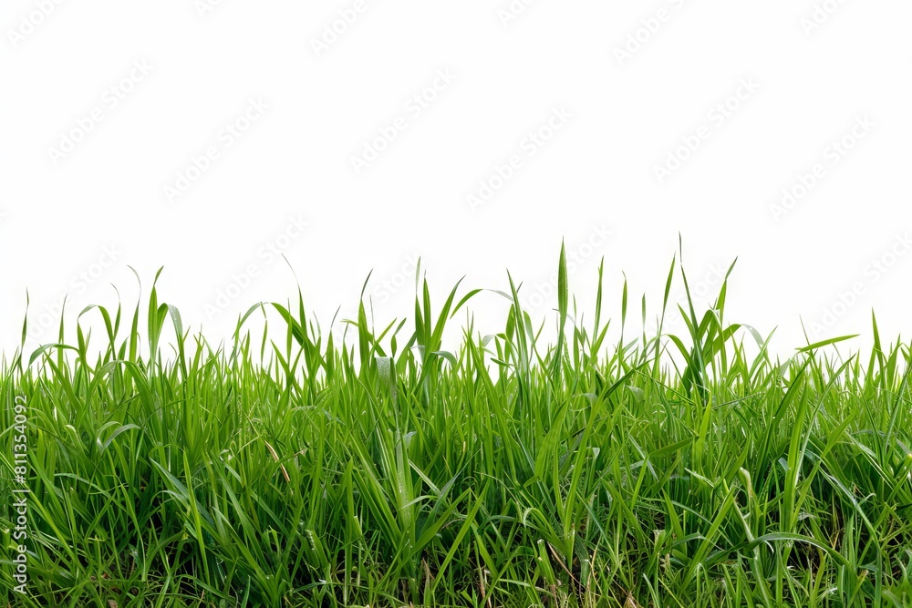 Fototapeta premium Green grass on a white background.