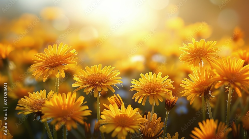 Field of Yellow Flowers With Sun in Background Field of Yellow Flowers With Sun in Background