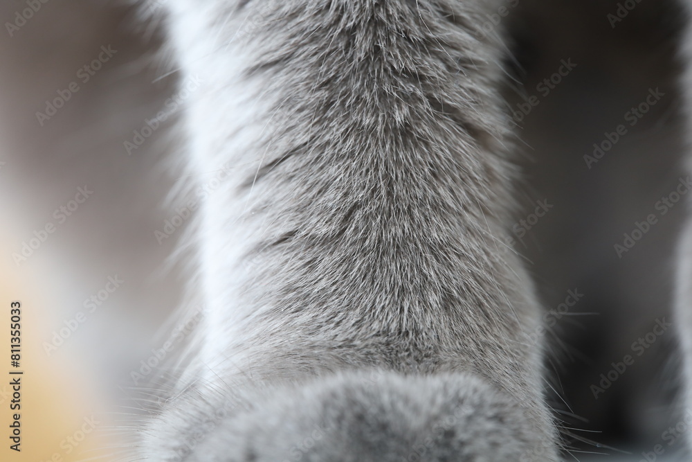 Gray cat paw, fur texture, Britain cat Gray cat paw, fur texture, Britain cat