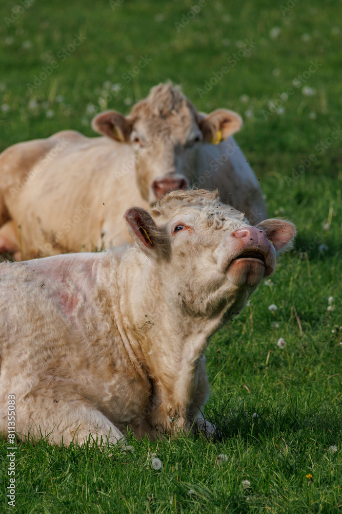 Fototapeta premium Weisse Kühe im Münsterland