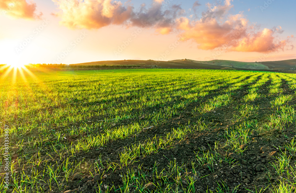 beatiful sunset or sunrise in green spring shiny field in countryside farm. Rural aprile landscape with young fresh green grass, garden and scenic cloudy sunset sky on background beatiful sunset or sunrise in green spring shiny field in countryside farm. Rural aprile landscape with young fresh green grass, garden and scenic cloudy sunset sky on background
