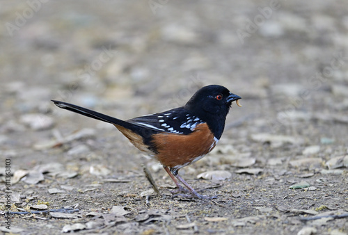 Spotted Towhee -  Pipilo maculatus