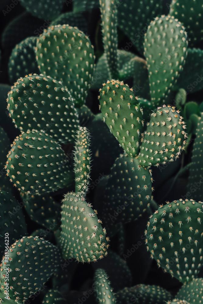 Vibrant Close-Up from top down, green Cactus background Vibrant Close-Up from top down, green Cactus background