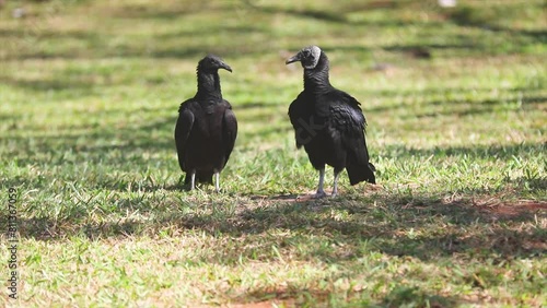 Couple of black vultures sitting on the grass and flying away