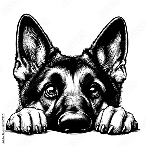 Peeking German Shepherd, hand drawn sketch. Vector isolated on white background	