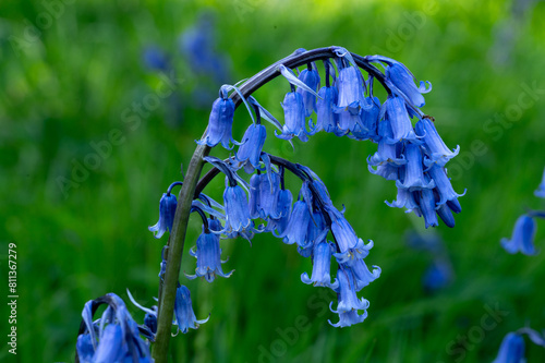 Bluebell