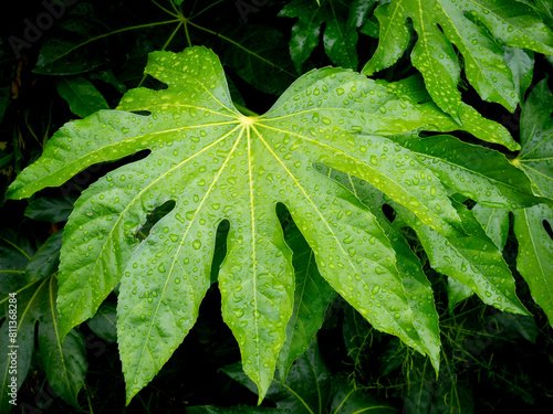 detail of a japanese aralia leaf (Fatsia japonica) in a garden photo