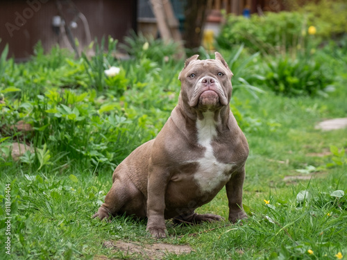 A handsome powerful American bully sits in the green grass. Lots of muscle and beauty.