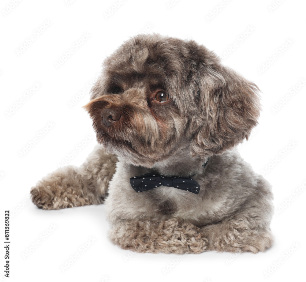 Cute Maltipoo dog with bow tie on white background. Lovely pet Cute Maltipoo dog with bow tie on white background. Lovely pet