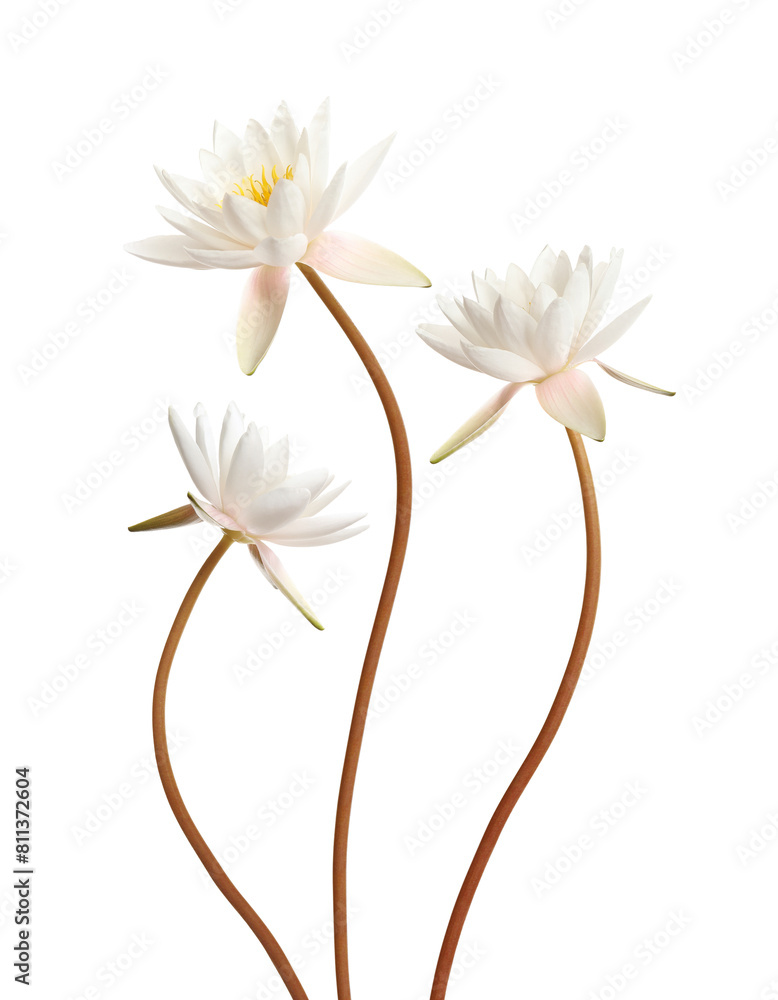 Obraz premium Beautiful lotus flowers with long stems isolated on white