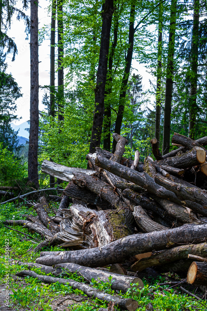 Many cut tree trunks stacked on top of each other Many cut tree trunks stacked on top of each other