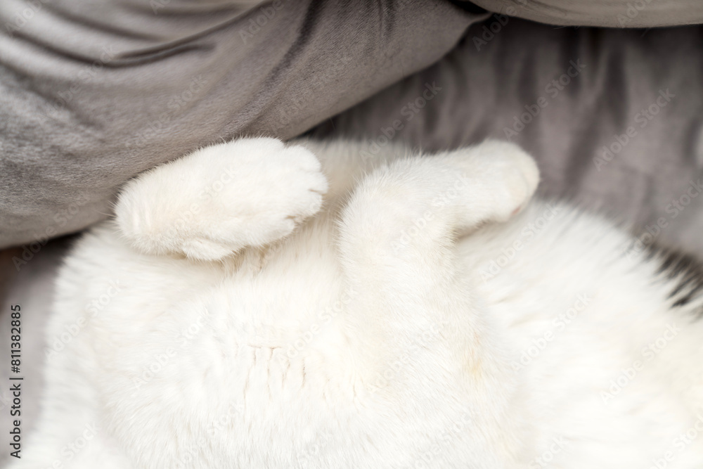 cute gray white cat funny sleeping, relaxing, resting on pillow,bed, sofa. Cat sleep calm and relax. muzzle of a sleeping cat with paws, feet. cat house indoors pet ownership, pet friendship concept cute gray white cat funny sleeping, relaxing, resting on pillow,bed, sofa. Cat sleep calm and relax. muzzle of a sleeping cat with paws, feet. cat house indoors pet ownership, pet friendship concept