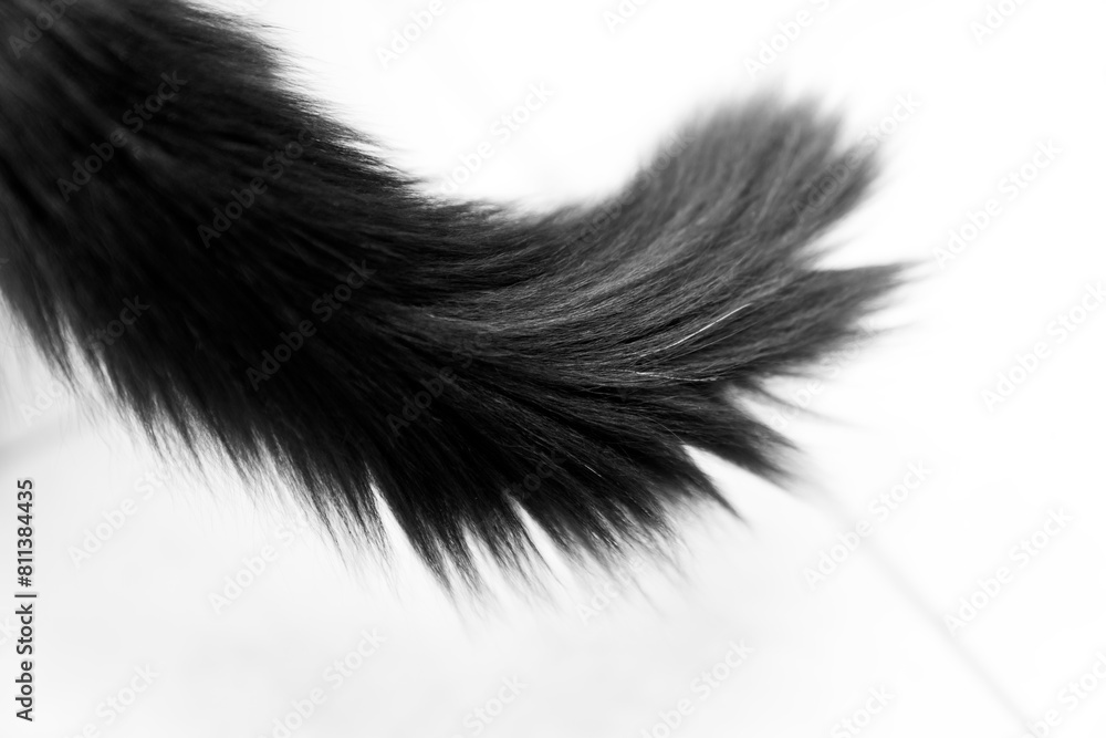 Black long hair cat tail isolated on white background. pet ownership, pet friendship concept. Pets friendly and care concept.
Black long hair cat tail isolated on white background. pet ownership, pet friendship concept. Pets friendly and care concept.