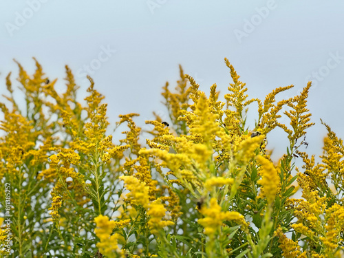 Obraz na płótnie Goldenrod wildflowers with bees landing on some flowers, outdoors on the Cliff W