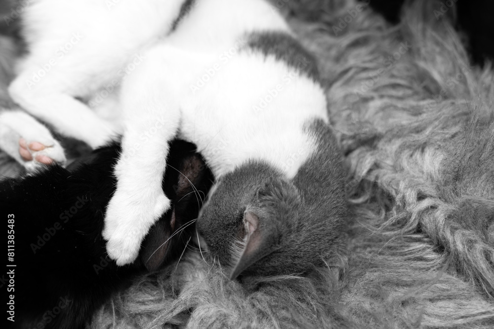 a gray and white cat cat sleeping, resting, relaxing on top of a furry rug. A cat lying on a furry blanket. Cat sleep calm and relax. sleep calm and relax. muzzle of a sleeping. Pets friendly and care a gray and white cat cat sleeping, resting, relaxing on top of a furry rug. A cat lying on a furry blanket. Cat sleep calm and relax. sleep calm and relax. muzzle of a sleeping. Pets friendly and care