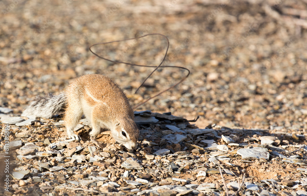 Obraz premium A photo of ground squirrel