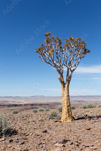 A photo of quiver tree
