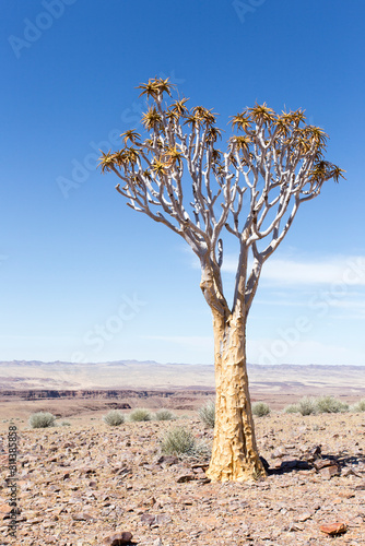 A photo of quiver tree photo