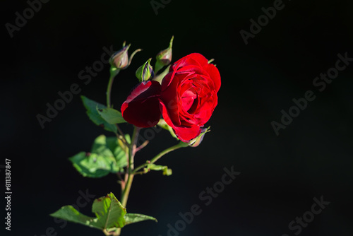 Red rose and black background.
