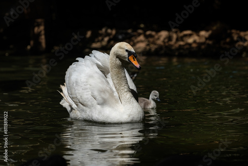 Swan and cygnus swimming in a pond  black background.  Cygnus olor 