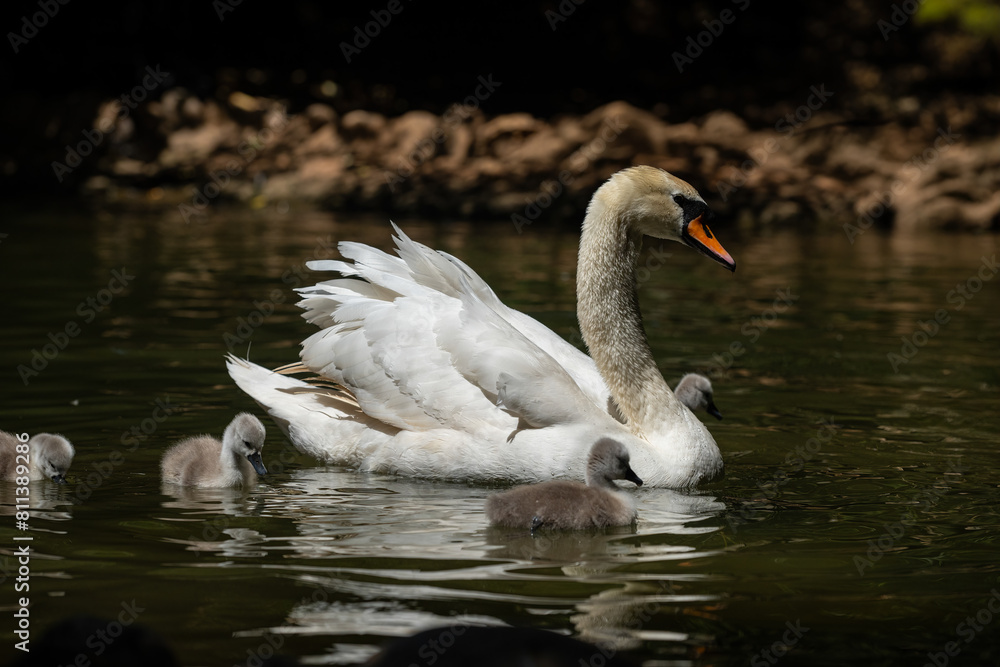 Fototapeta premium Swan and cygnets swimming in the pond. (Cygnus olor)