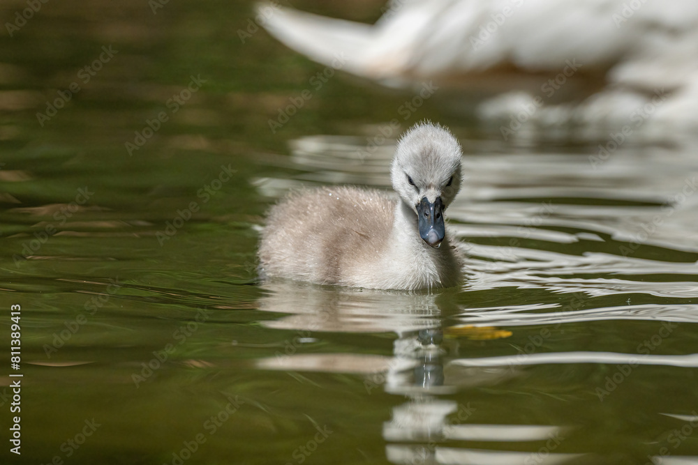 Swan cygnet swimming in a pond. (Cygnus olor) Swan cygnet swimming in a pond. (Cygnus olor)