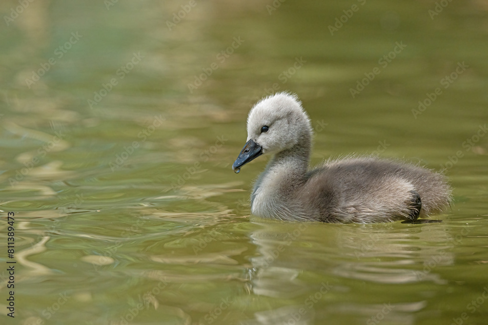 Swan cygnet swimming in a pond. (Cygnus olor) Swan cygnet swimming in a pond. (Cygnus olor)