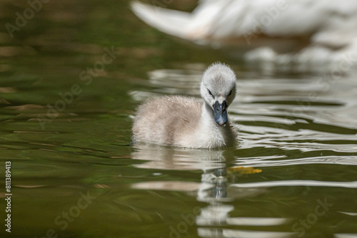 Swan cygnet swimming in a pond. (Cygnus olor)