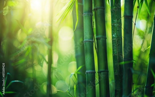 Lush green bamboo stalks standing tall in soft light.