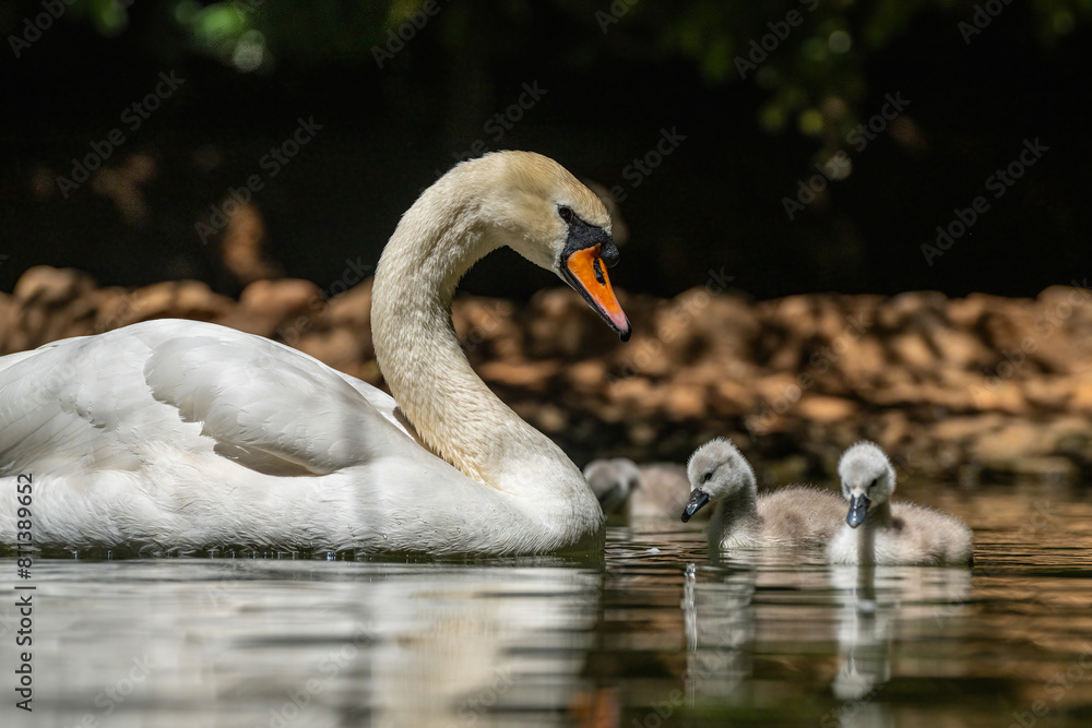 Fototapeta premium Swan and cygnets swimming in the pond. (Cygnus olor)