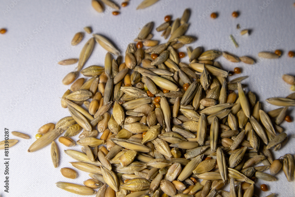 Seeds of oats, wheat, barley, rye and millet. Grass for cats. Seeds of oats, wheat, barley, rye and millet. Grass for cats.