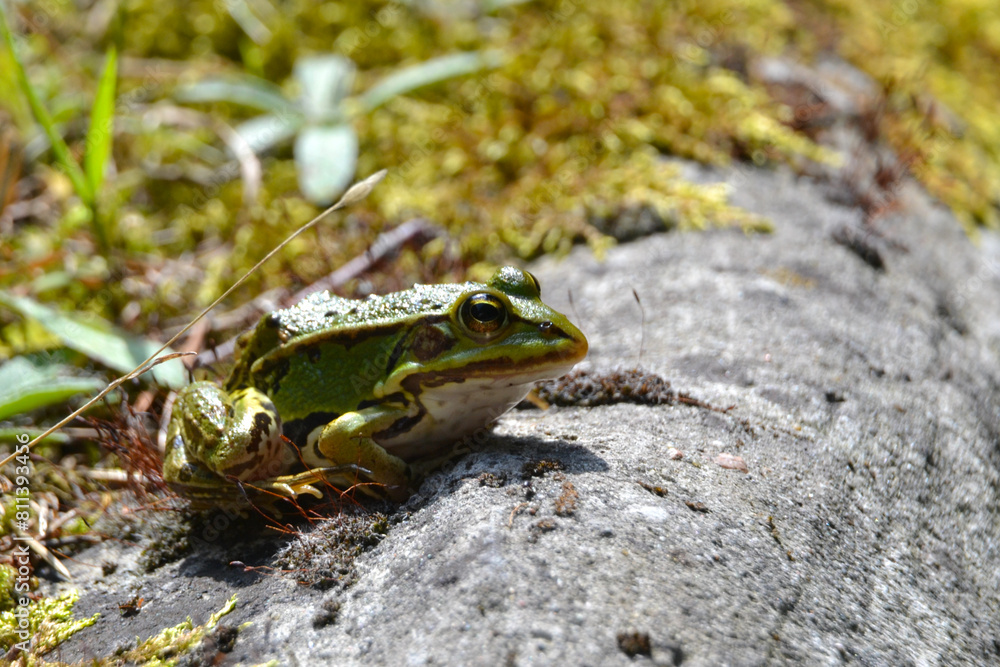 Fototapeta premium Lake or Pool Frog (Pelophylax lessonae), Marsh frog (Pelophylax ridibundus), edible frog (Pelophylax esculentus) on the edge of the pond. Cute green frog resting on the shore of the pond