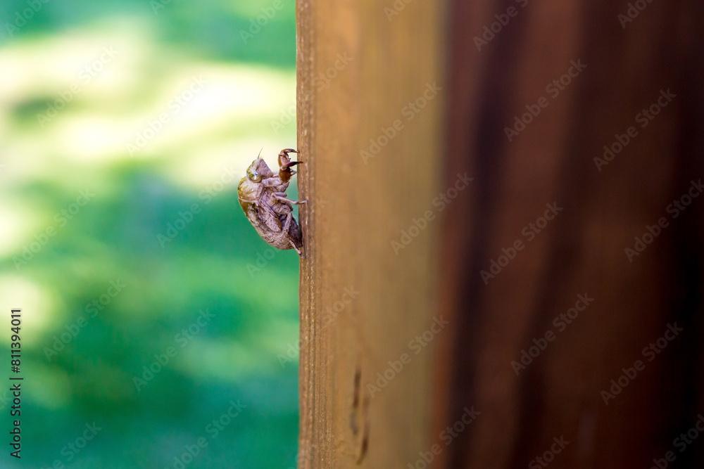 Obraz premium A cicada exoskeleton attached to a wooden post