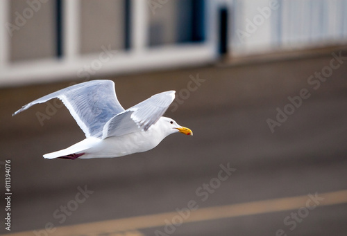 A Glaucous-winged Gull in flight